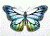 Butterflybis